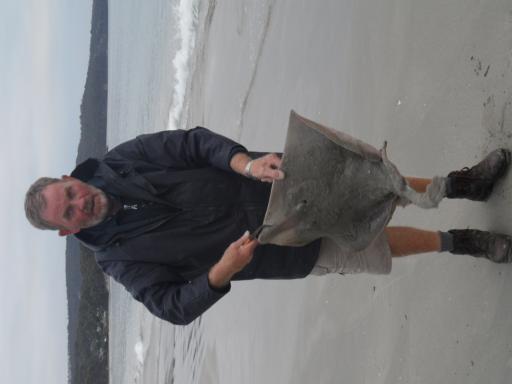 stingray