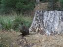 pademelon