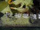 Stanley sea pen