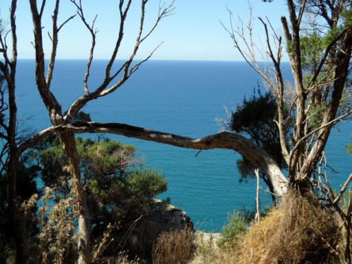 Wynyard
