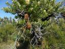 Rocky cape np banksia grove