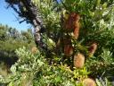 Rocky cape np banksia grove