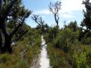 Rocky cape np banksia grove