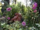 Marysville Bruno's tuin