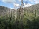 Marysville verbrande bomen
