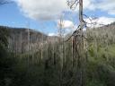 Marysville verbrande bomen