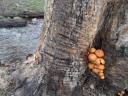 Marysville paddestoelen