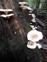 Marysville paddestoelen