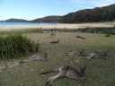 Pebbly beach