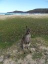 Pebbly beach
