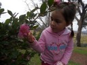 cowra japanse tuin