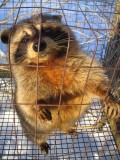 Racoon