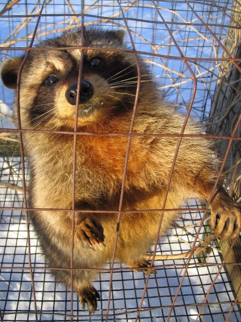 Racoon