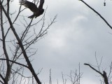 Zat wat te paren in de achtertuin