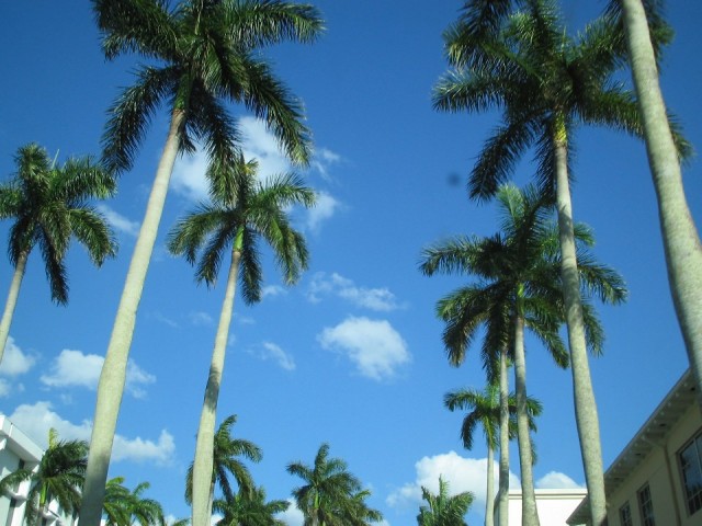 Palmbomen