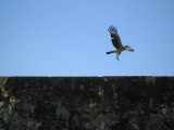 mega catch!