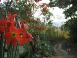 Flores