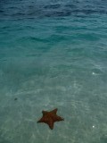 starfish groter dan een LP