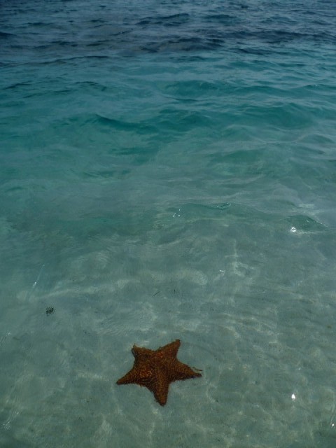 starfish groter dan een LP