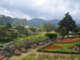Bloemenferia