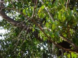 Een motmot