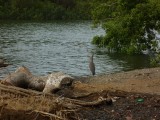 Een reiger