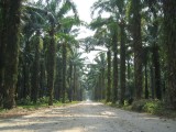 Palmbomenoerwoud