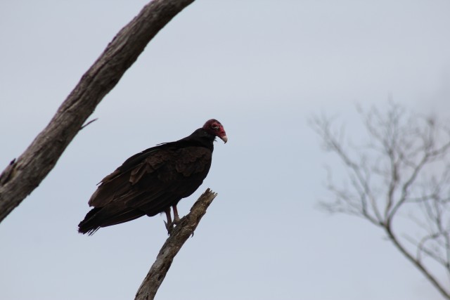 Turkey vulture