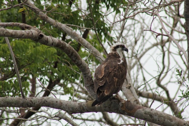 Osprey
