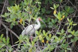white ibis