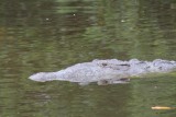 'in a while' said the crocodile