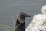 black vulture