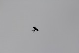 american swallow tailed kite