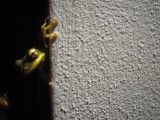 Treefrog