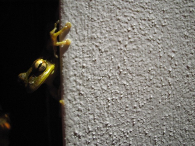 Treefrog