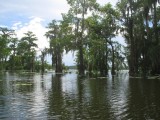 Swamp