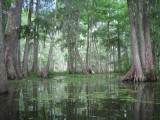 Swamp