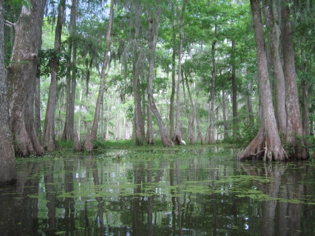 Swamp