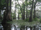 More swamp