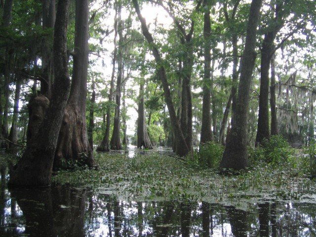 More swamp