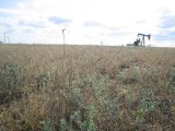 Texas