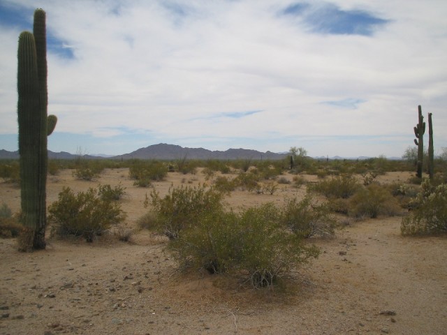 Cactussen
