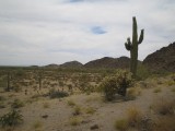 Cactussen