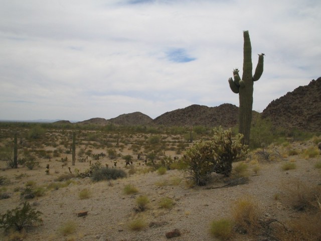 Cactussen