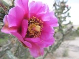 Ik weet niet meer welke bloem