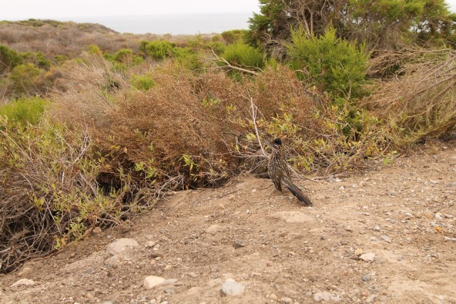 Een echte roadrunner