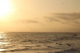 Surfers aan Venice beach