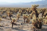 cactusjes