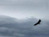 Californian Condor
