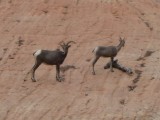 Mountain goats?